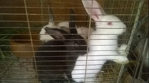 Conejos Reproductores
