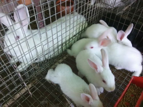 Conejos Reproductores Para Pie De Cria Venta Pdf Manual