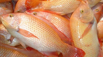 Cultivo De La Tilapia Pargo Rosado Agua Dulce Proyectos