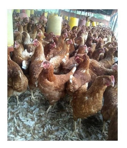 Gallinas Ponedoras,alta Genética, Somos Centro Veterinario