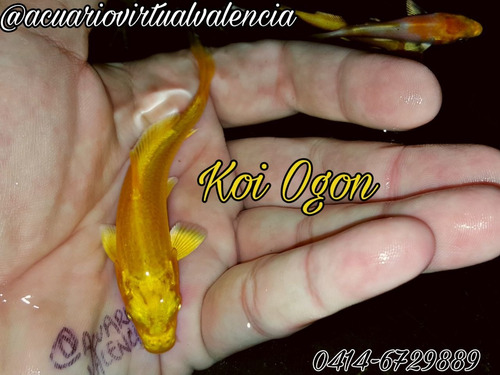 Koi Ogon Amarillo Plata Oferta En Goldfish