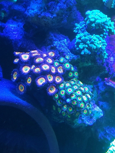 Todo Para Acuario Marino Corales Payasos