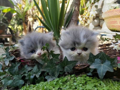3 Gatos Persas