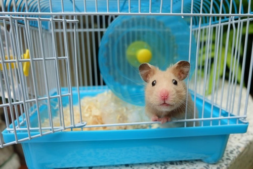 Entrenamiento Hamster