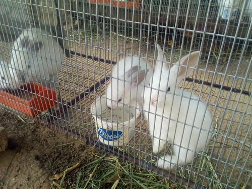 Conejos Para Granjas O Mascotas