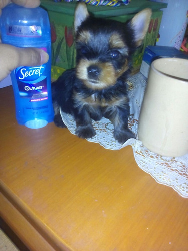 Bello Cachorro Mini Yorkshire Terrier