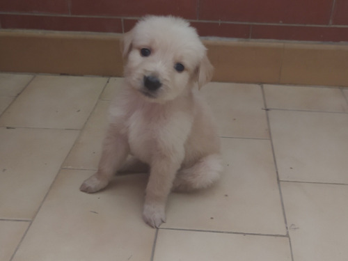 Cachorro Golden Retriver