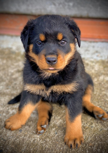 Cachorros Rottweiler