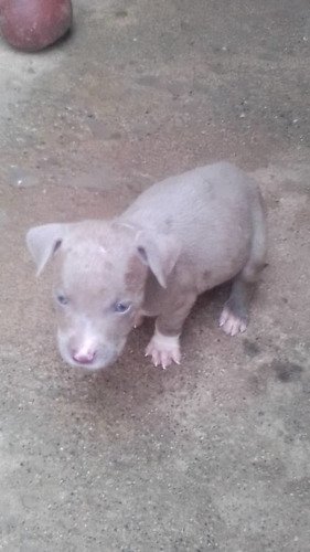 Perritos Pitbull Blu