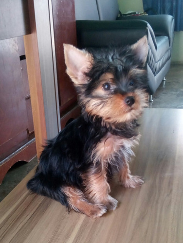 Yorkshire Terrier