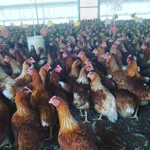 Gallinas Ponedooras