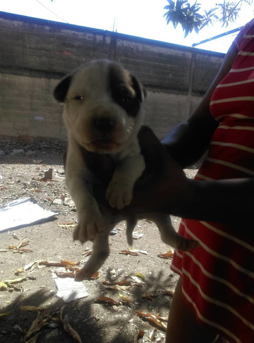 Hermosos Cachorros Pittboll