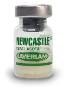 Vacuna Newcastle Lasota