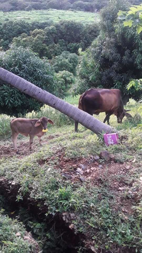 Vendo Vaca Lechera Preñada Y Con Becerra De 8 Meses