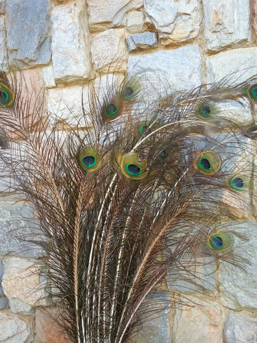 Plumas De Pavo Real