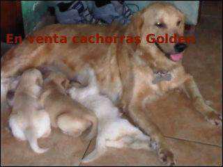 se vende cachorras golden restriven