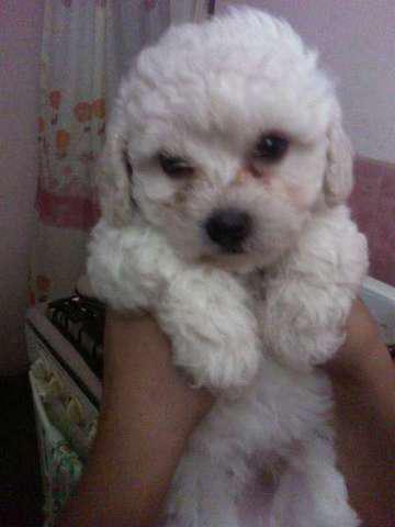 vendo poodle mini toy macho