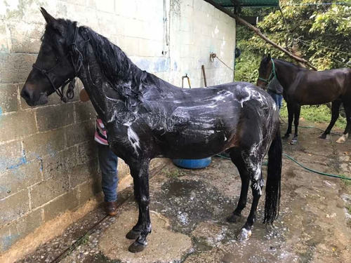 Caballo De Paso