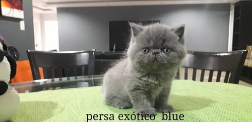 Gato Persa Blue Exótico