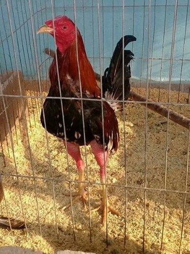 Gallo Fino De Pelea