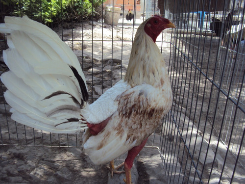 Gallos Y Pollos De Combate