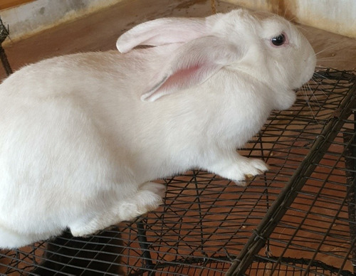 Conejos Línea Melendera Y Sus Caracteristicas
