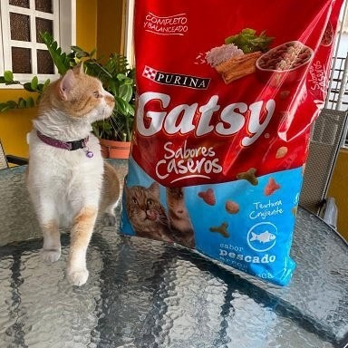 Gatarina Gatsy Y Cat Chow (8kg)