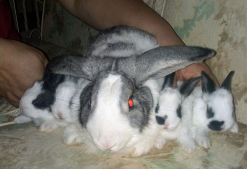 Conejos Para Mascota