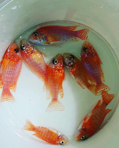 Ciclidos Firefish De 8 A 10 Cm 5vrd