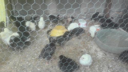 Vendo Raza Negra Gallinitas Ponedoras Jersey Gigante