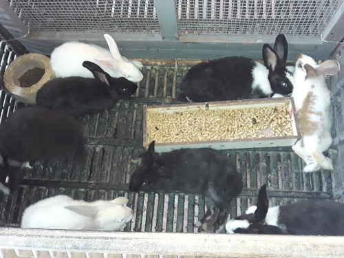 Conejos Reproductores Para Pie De Cria Pdf Manual