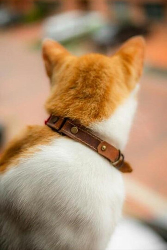 Collares Para Gato Personalizados En Cuero, Hecho A Mano