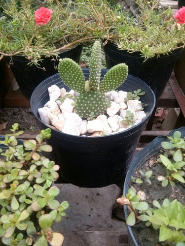 Cactus - Arreglos De Cactus.