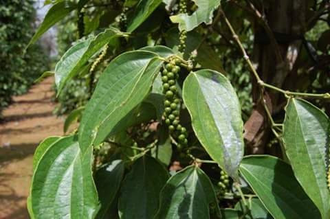 Plantas De Pimienta Negra