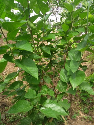 Plantas Y Esquejes De Morera Morus Halba