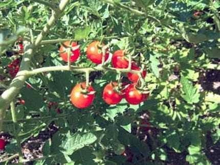 Semillas De Tomate Miniatura