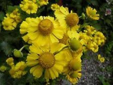 Semillas Flores Manzanilla Amarilla
