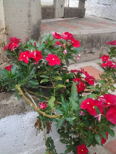 Vincas Semillas Flores