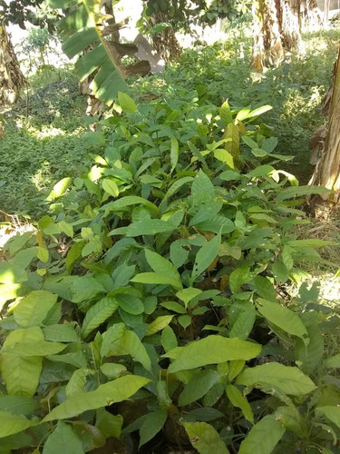 Planta De Cacao