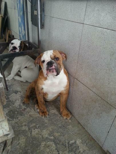 Bulldog Ingles Hembra Y Macho Vacunados Desparasotados