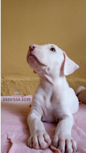 Cachorro Pittbull (precio Negociable)