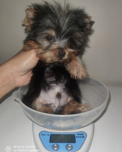 Cachorro Yorkshire Terrier