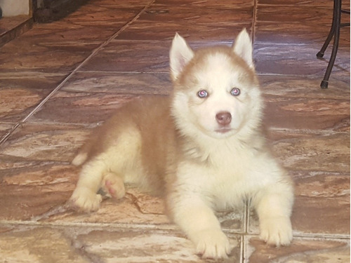 Cachorros Husky Siberiano