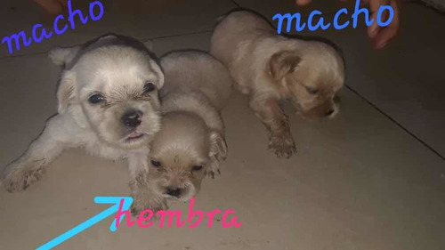 Cachorros Poodle Con Terrier Oferta 100verdes Solo Machos