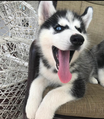 Hermosisimas Cachorras Husky Siberian 260green Hago Envios