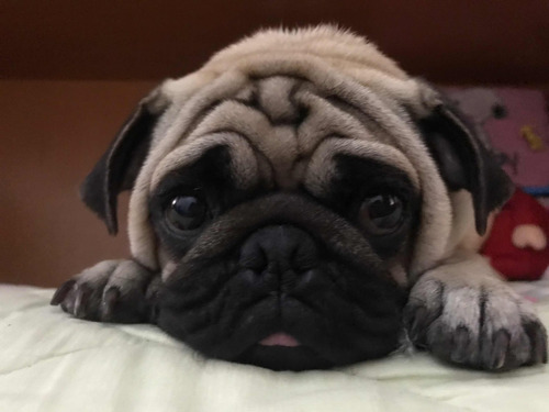 Pug Carlino Servicio De Monta (No Se Vende)