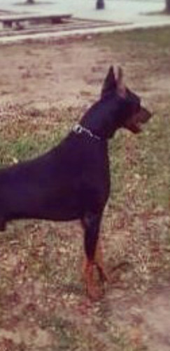 Se Vend Cachorros Y Servicio De Monta Doberman Con Pedigree