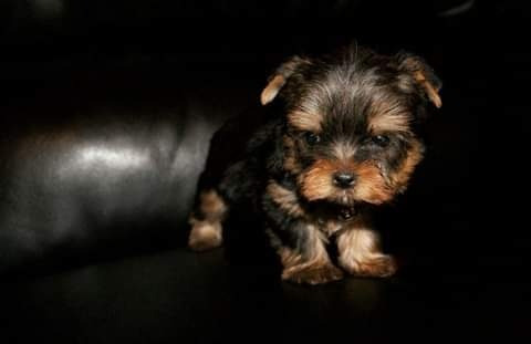 Yorkie Terrier Ejemplares (tea Cup)