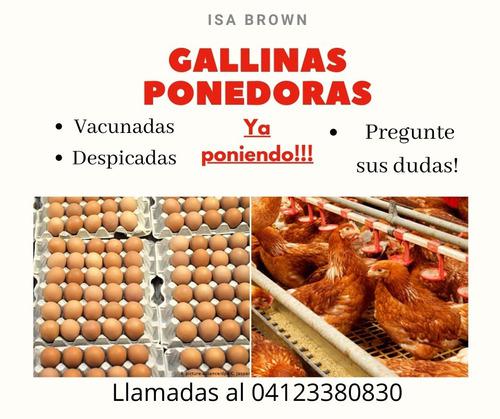 Gallins Poonedoras