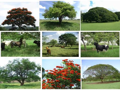 Semillas Arboles Finca Crecimiento Rapido Forraje Maderable